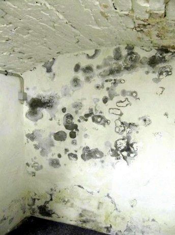 Kellerwand vorher mit dunklen Schimmelflecken